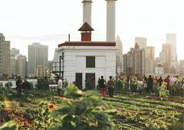 Brooklyn Grange beekeeping